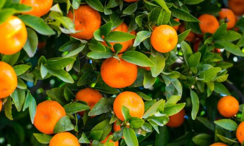 Os Frutos do Espírito na Vida Diária